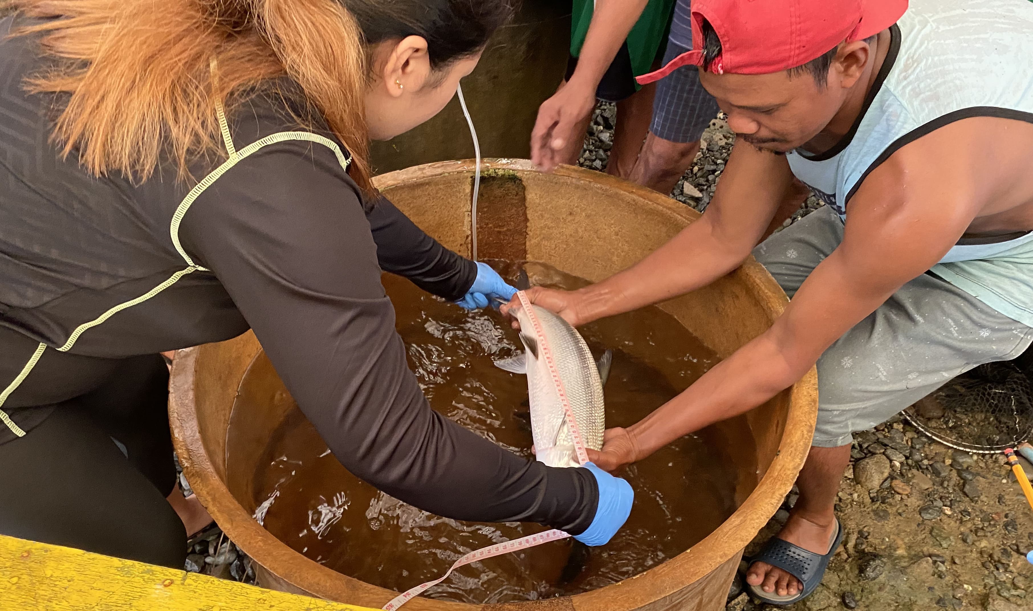 Produksyon ng bangus sa  bansa, maaring mapalakas sa tulong ng bagong pag-aaral